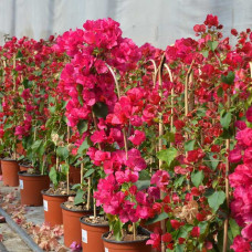 Buguenvíl·lia Buguenvíl·lia