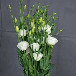Lisianthus Lisianthus