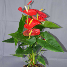 Anthurium